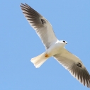 white-tailed kite compton creek habitat watershed Heal the Bay education 